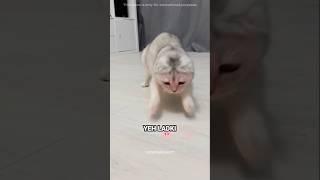 The Cat Who Missed the Light
