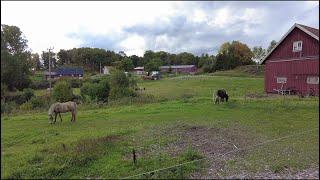 Sweden, ,walking among farms and fields in Fritsla