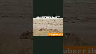 Leopard in Hunting Mode Slow Move Towards Gazelle & Then an EPIC Attack The Most Intense Chase Ever