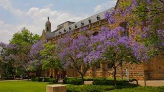 Jacarandas: beautiful, irresistible to bees, and a... sign of doom?