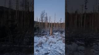 Harzer Wald gebirge #harz #wald #natur #deutschland