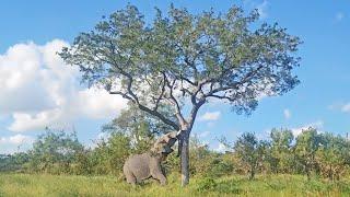 Elephant Casually Pushes Down Massive Tree