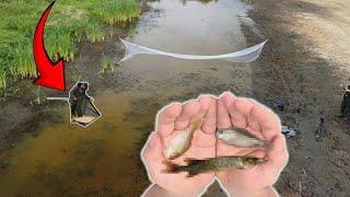 I Netted THOUSANDS of Stranded Fish From This Evaporating PUDDLE !