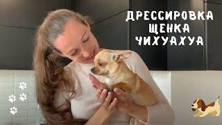 Как дрессировать чихуахуа. Занятие с кинологом.