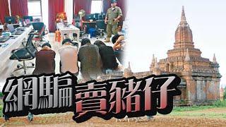 【on.cc東網】東方日報A1：港男落疊赴緬　槍下焗做網騙