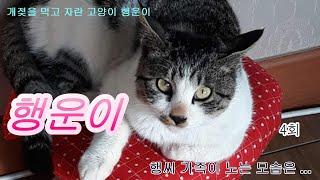 (Cat Story)개젖을 먹고 자란 고양이 행운이 4회  글빵^^