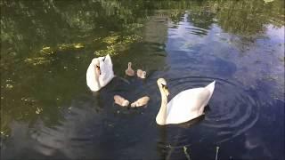 Andrew Toovey 3 simple piano pieces performed by Antony Gray with film of Swans and Cygnets