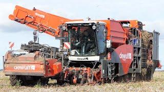 DEWULF RQA3060 Harvesting Potatoes