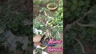 Super Cute Bonsai for Sale in India | Mame Bonsai | Premna Bonsai #buybonsai #bonsai #premnabonsai