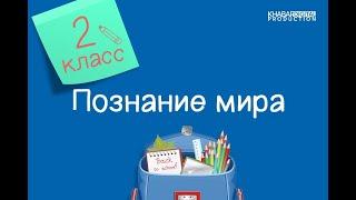 Познание мира. 2 класс. Какова роль растений и животных в жизни человека /29.04.2021/