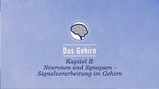 Das Gehirn: Neuronen und Synapsen – Signalverarbeitung im Gehirn