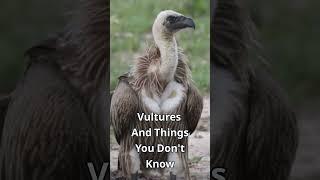 Vulture Wonders: Nature's Cleanup Crew in Action | Explore the Avian Realm