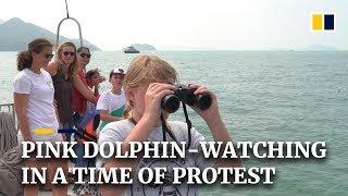 Pink dolphin-watching in Hong Kong, amid anti-government protests