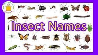 30 Insects Names for Kids in English - Tamilarasi English Vocabulary