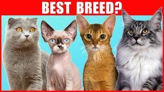 Best Cat Breeds for First Time Cat Owners