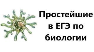 Простейшие в ЕГЭ по биологии. Классификация, строение, заболевания