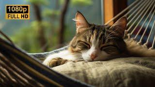  Purr, Rain and Thunder sounds: Cat Lovers' Paradise of Relaxation and Sleep ️