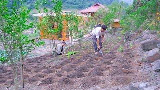 Living Off The Grid! Expand The Garden To Grow Clean Vegetables, Harvest Rice and Dry It At The Farm