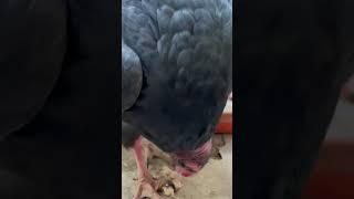 Hoo Havens Turkey Vulture Eating Breakfast!