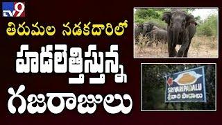 Elephants return to scare Tirumala devotees - TV9