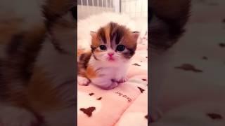 Cat meowing#cat #catmeowing #catvideos #catvideo #meow #meowing #catshorts #cats #kitty #catsounds