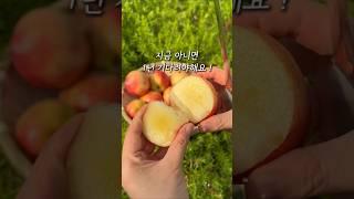 지금 아니면 1년 기다려야하는 복숭아!