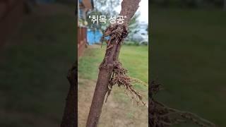 #왕보리수나무 취목 성공