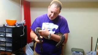 Olympus reptiles ball python morphs #1