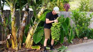 07 Planting Tomatoes & Harvesting Bananas