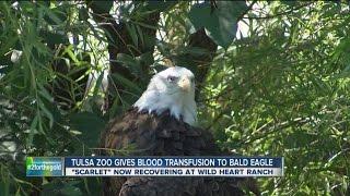 Tulsa Zoo Gives Blood Transfusion To Bald Eagle