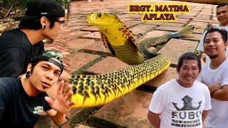 DOL COBRA BALIK RESCUE NA! DALAWANG COBRA SA BRGY. MATINA APLAYA #Banakon #KingCobra #DavaoCity