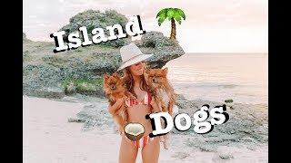 POMERANIANS ON TROPICAL ISLAND | The Dempsey's