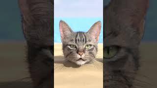 Cute cat sings buried in the sand and gets angry!! #jilllby #cat #song #angry