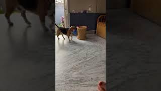 Self service #beagle #shorts