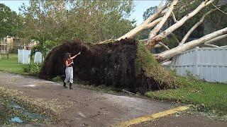 Massive trees uprooted in Pinellas County