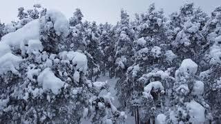 Snow tops of trees, Russia 12.2021