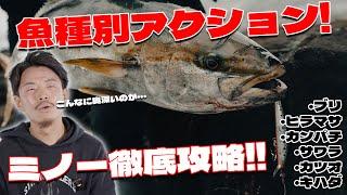 釣れる！ショアジギ魚種別ミノーの動かし方徹底解説！青物でもこんなに違う！？