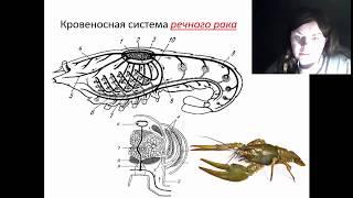 Кровеносная система Ракообразных на примере речного рака