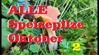 ALLE Speisepilze im Oktober auf dem Pilzkanal Teil 2