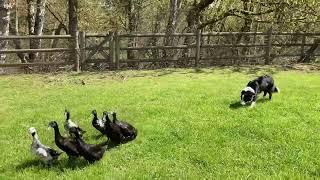 English Shepherd - Herding Training