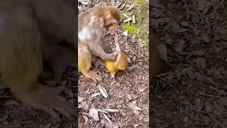 Baby Monkey  Abandoned by Its Mom! #animals #rescue #monkey #sad #shorts #lovestory