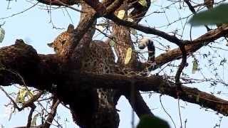 leopard on the top of tree.- Ranthambhore by vipuljain2001@hotmail.com