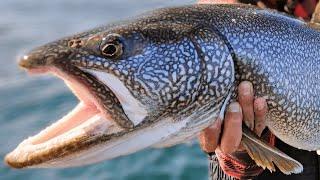 Journey to the Giants: Lake Superior's 40-Inch Lake Trout Quest