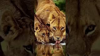 #shorts Lions : King of Savannah | UHD Documentary #lion #animals #educational #natgeowild |#reels