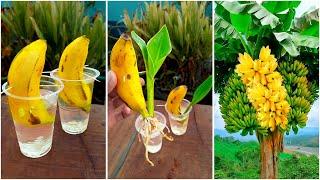 Simple way to grow banana plant at home from fruits || Best propagation for gardening