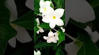 Flower  | flowers | #nature  #flowers # Short # Short video