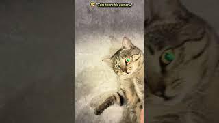 Staircase Hero! – Tom the Cat Responds Like a Loyal Friend  #cat #funnycats #animals