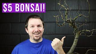 Making Bonsai from Cheap Nursery Stock