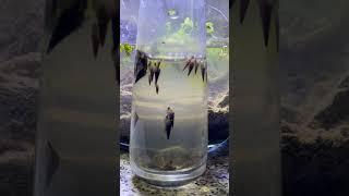 I found these pest #snails hiding in my aquarium plants #aquarium #pest #timelapse  #plantedtank