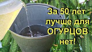 Как получить огромный урожай огурцов без ошибок